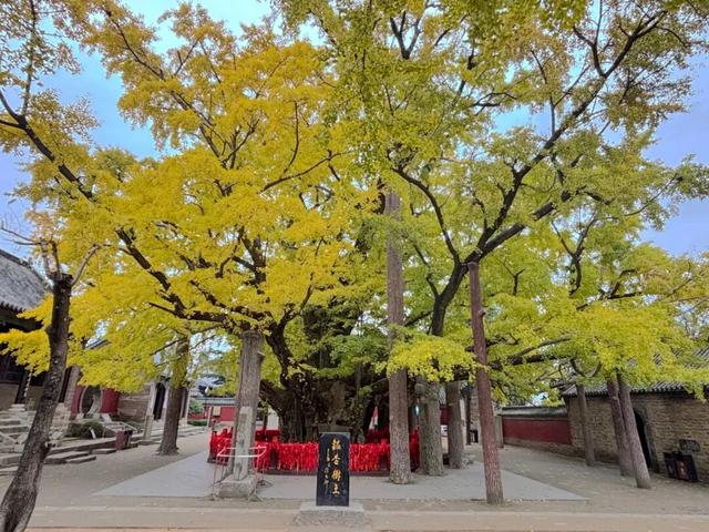 浮来山银杏树，即将迎来最佳观赏期！就自周末起！