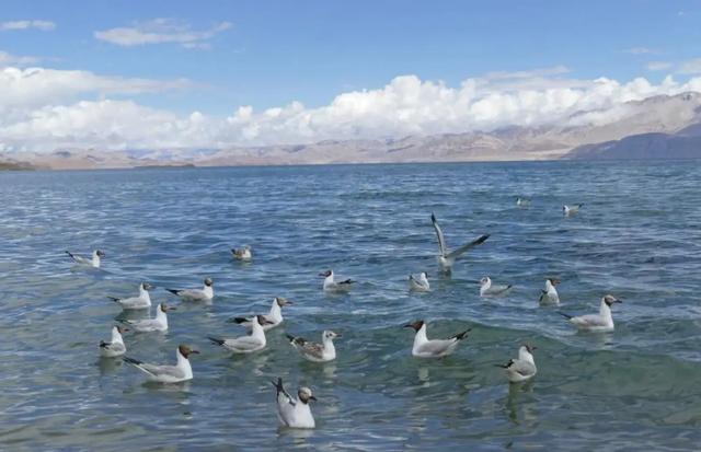 除台湾外，又一急需收回的土地，让印度侵占百年，面积超深圳20倍