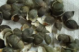 一味能消囊肿的中药，可单用可组方，行气消肿，直达病所图片