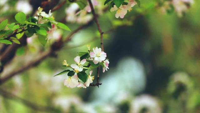 我家兄妹三个母亲跟我养老	，每月给我3000生活费，两个哥哥不乐意