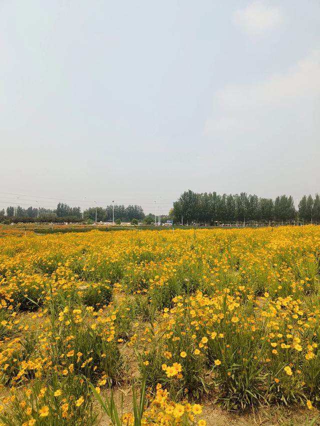天津又一新建的公园~《山水花苑》