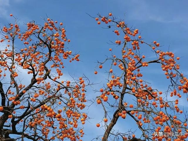 陕西彬州柿子火出圈，啥啥都免费，结果网友们不乐意了