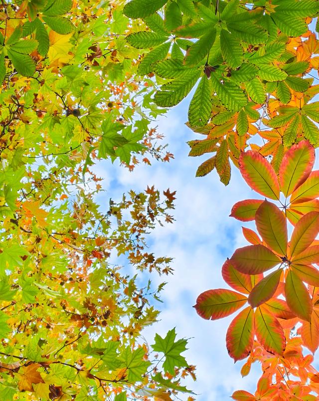 请再欣赏一下这最美的秋天