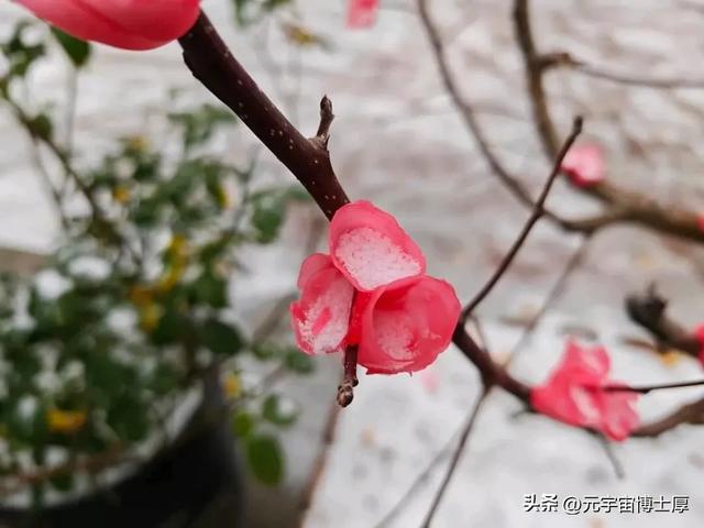 北京下雪后天寒地冻数九寒天大雪小雪冬至又一年注意保暖