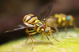 果蝇（果实蝇、瓜实蝇、针蜂）到底如何防治，亲自实验得出的结果图片