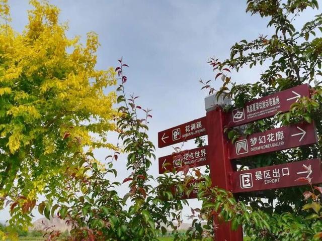 【白银文旅】九月凤园花海，黄河畔的紫色浪漫之约