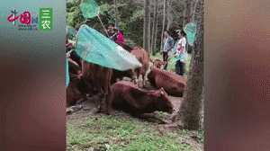 牛虻竟然是名贵药，一斤千元，抓野生牛虻火遍宇宙，教您人工饲养图片