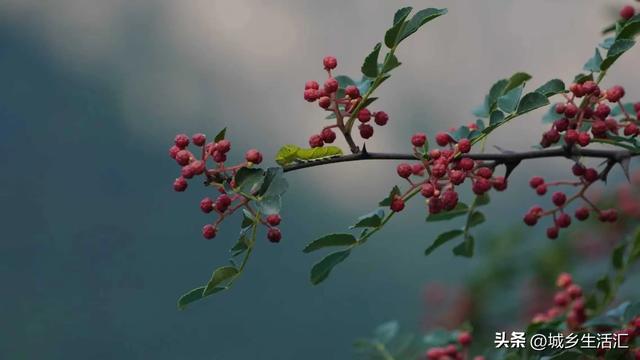 盛夏的锡崖沟 平均气温22℃ 国家级AAAA景区 无门票 免停车费