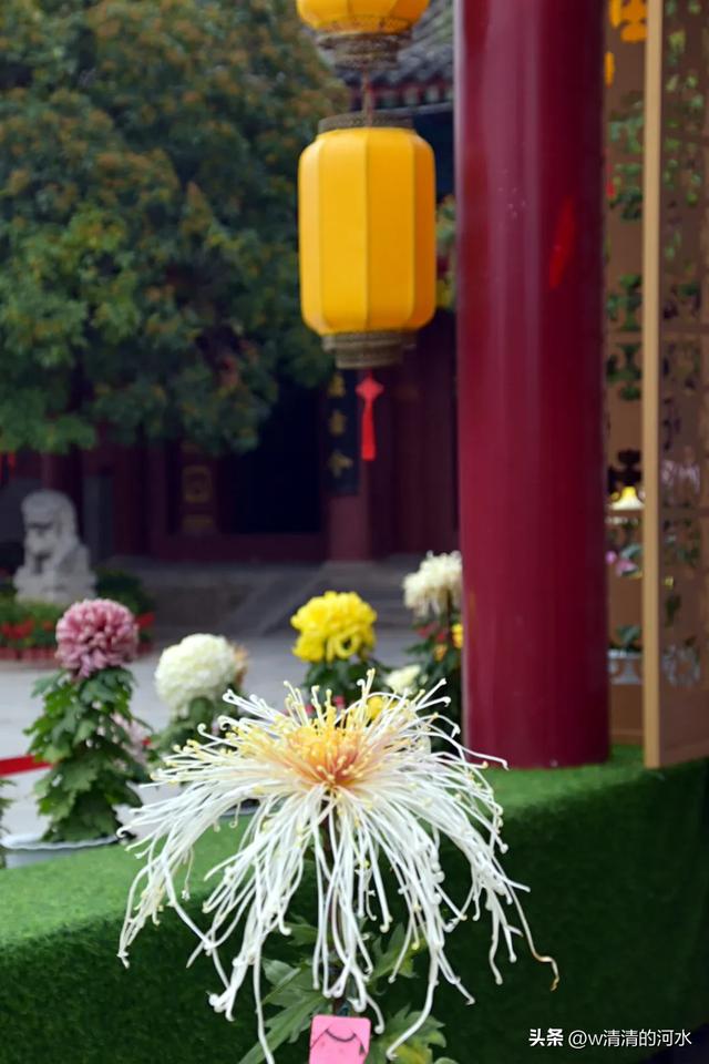 菊花是秋天里绝美的画卷