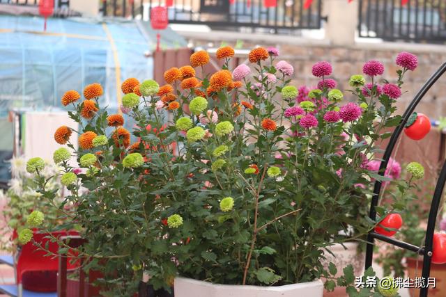 小区里的“菊展”，家门口的美景