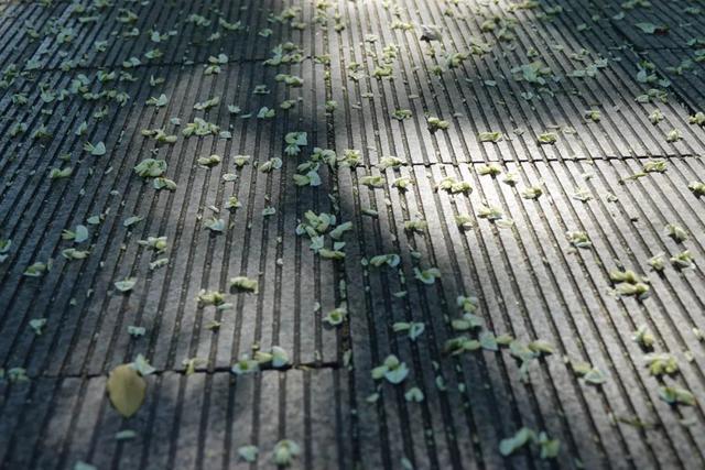 山东，有一座2000年前的一线城市，去青州古城赶一场槐花雨