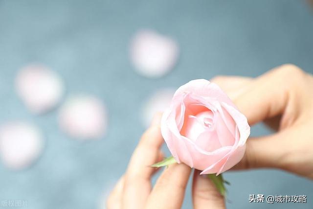 玫瑰花寓意非凡，男人会对谁发2朵玫瑰花？