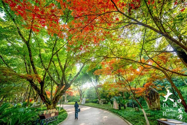 大渡口冬日“顶流”红了