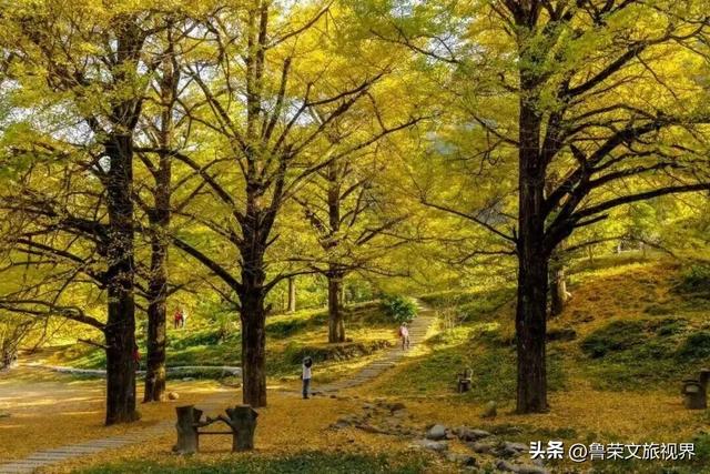 南方四境藏金秋：四大银杏秘境的温柔时光