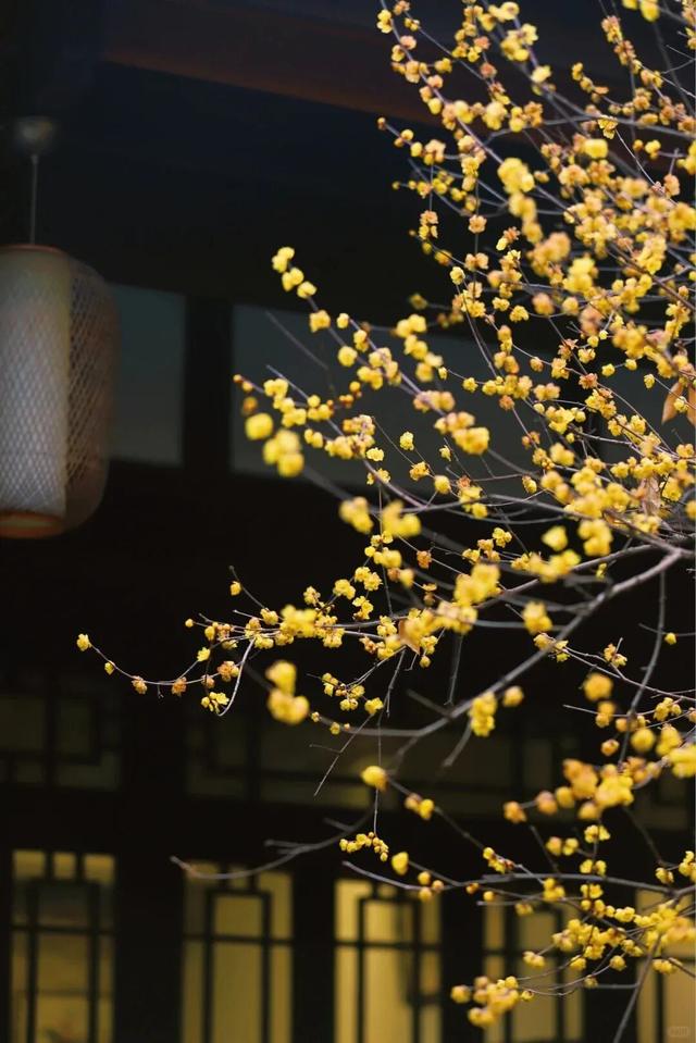 寒风再烈、冬日再冷，蜡梅照样艳压全场！