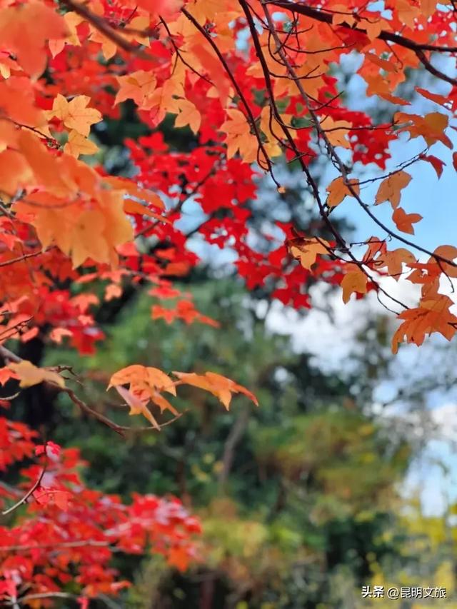 初冬氛围感出片计划，走起！昆明这份打卡攻略速速收藏→