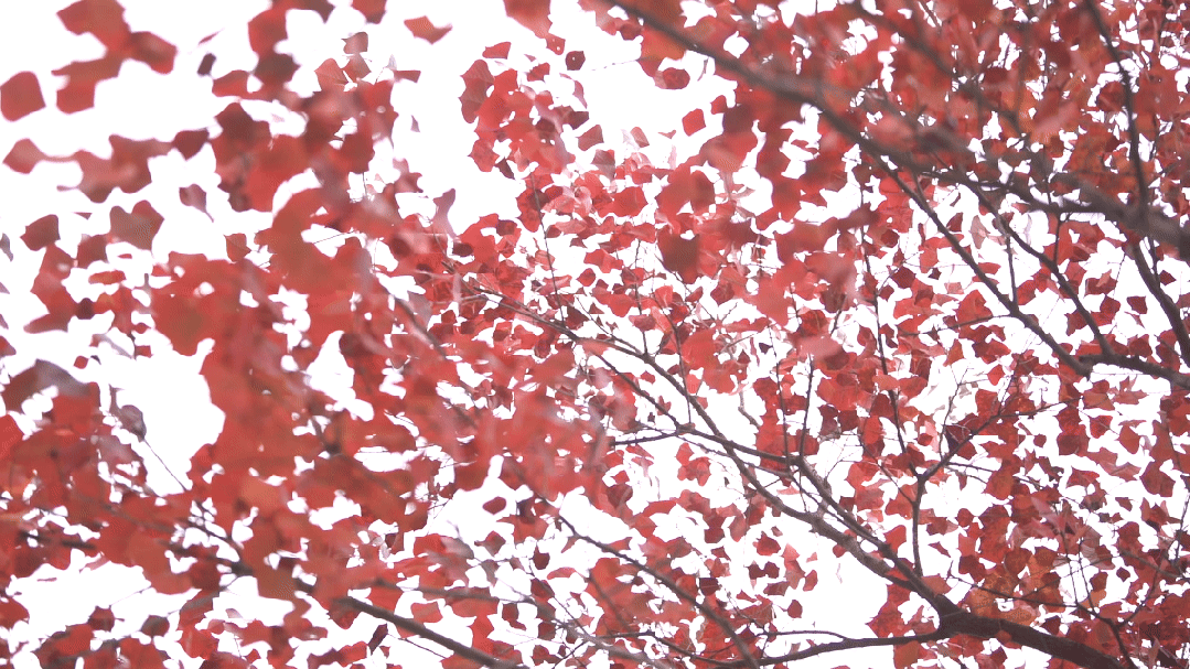 太出片了！这里的枫叶红了，乌桕美了！网友：原来武汉的秋天这么多情！