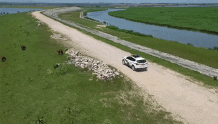 湖北公安 |【万里长江湖北行】鹳䴙䴘鸻鹈鹕鳽鹬鹛鹀䴓鹎，到底怎么读？