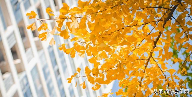 逛了这么多地方，才发现最迷人的银杏藏在身边，金叶子等着被发现