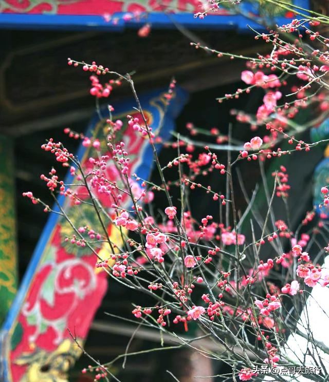 成都赏梅花的寺庙，你该去哪个？青砖红墙，一派梅花盛景，免费！