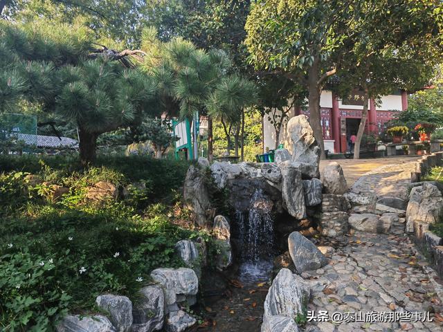 泰安：有一个城市园林，藏着1 眼泉水流芳千年，30个品种 600 盆秋菊