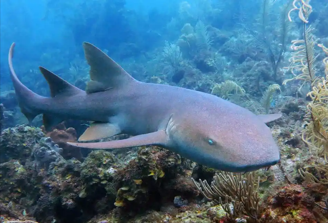 3次事故不说，平台推“极限挑战”，谁在逼我们“玩命打卡”？