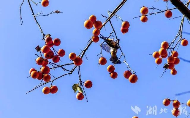 利川：龙渠古韵，茶香悠悠