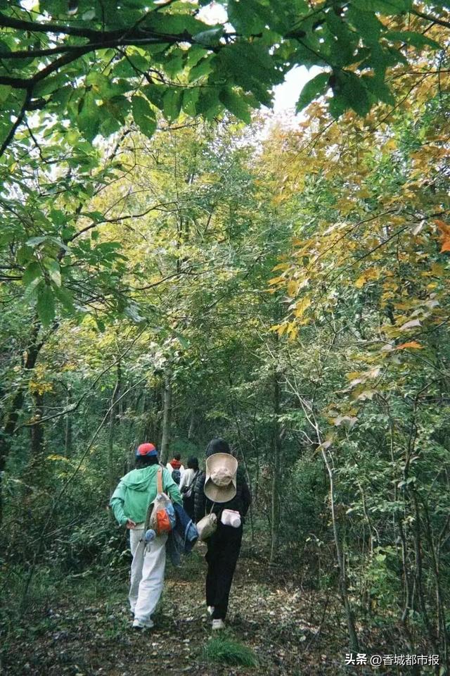 文旅融合绽新颜 | 千年银杏谷激活旅游发展新动能