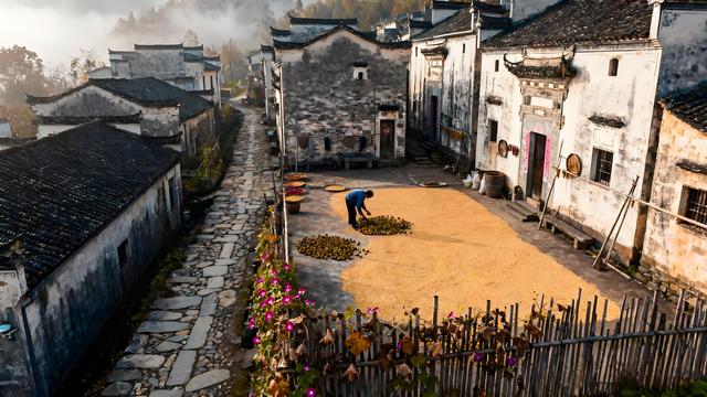 铜都霜染江天阔 银杏风吟入画来——安徽铜陵初冬