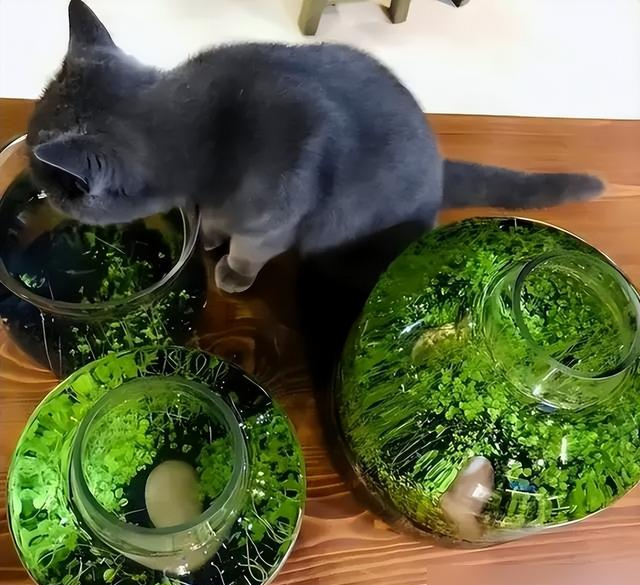 河北一00后小姑娘，因“铜钱草鱼缸”走红，超多人都被“治愈了”