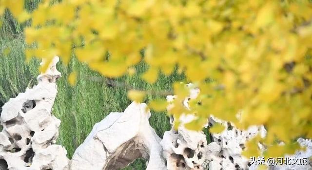 来河北这座小城：邂逅一场暖黄秋日盛宴