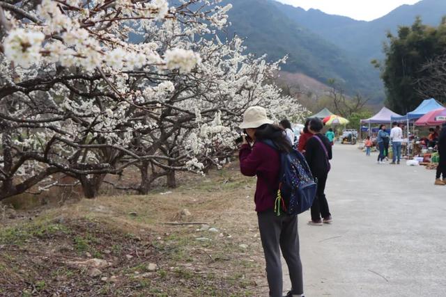 雪白冬日氛围感拉满！从化桂峰、莲麻李花节上线，吃喝玩乐一站畅玩