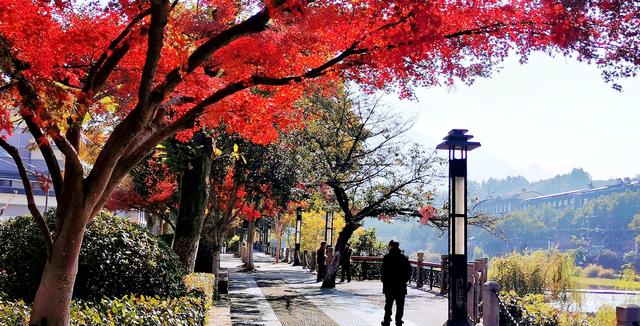 视觉画册｜醉美畲乡景宁：一季枫红燃情似火，半河光影温润如诗