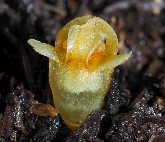 森林幽灵颠覆认知，无需阳光生长，二十年追踪现新种！