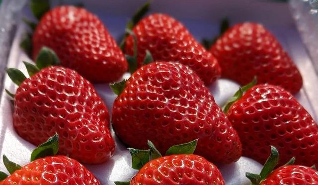 东京采草莓景点10选:新宿、涩谷当日来回、多样草莓品种吃到饱