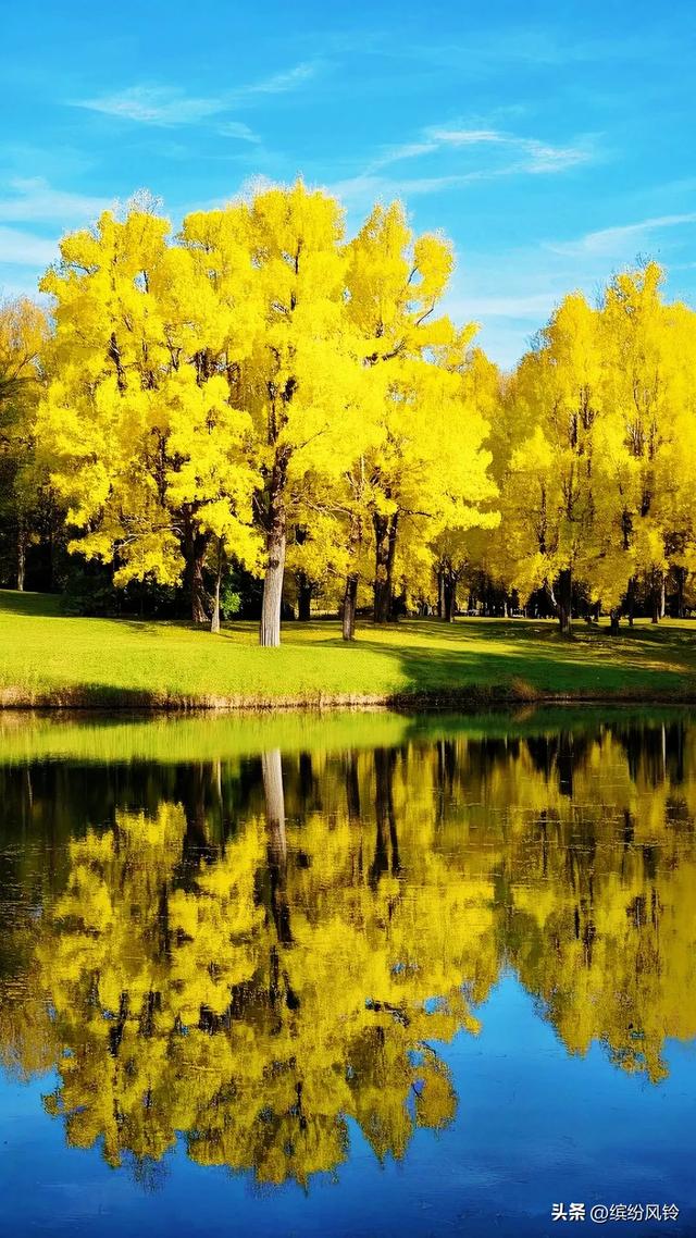 银杏将满树金黄泼洒向天空