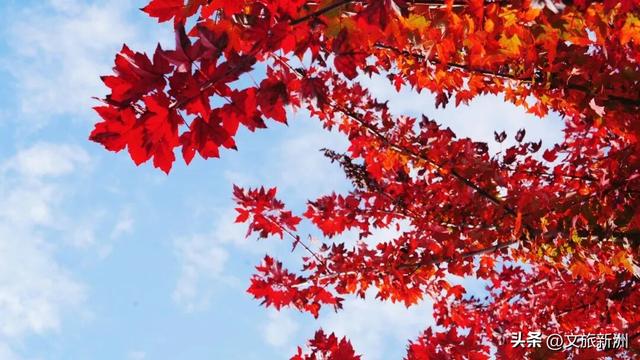 红枫公路、孤独的树......新洲这波秋日「隐藏款」，你知道几个？