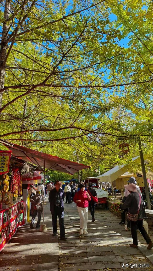 金色童话！腾冲千年银杏村，巷陌皆染秋光醉