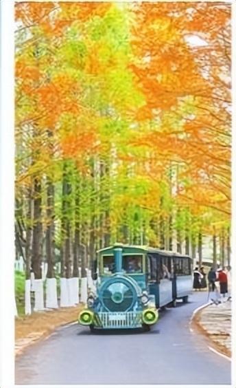 周一见｜叶为地图 引领打卡地！落叶道路、 古寺银杏、崂山古槭、老城区爬山虎等“叶色”风景受追捧