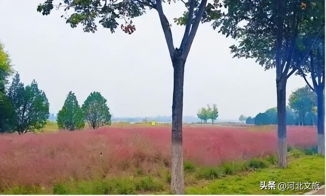 别错过！石家庄市城区赏秋最全指南，来啦→