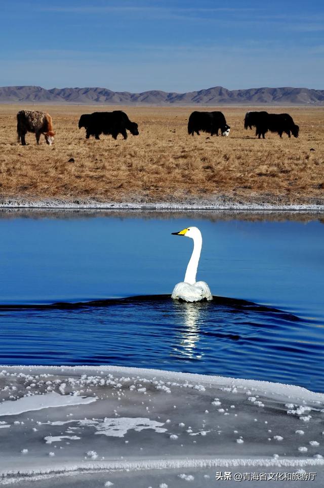 青海的冬天有多美?风裹着雪吻过河流,阳光在雪山尖写满温柔