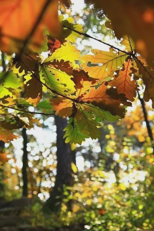 初秋→深秋，昌平这 7 条赏秋线路必冲！（二）