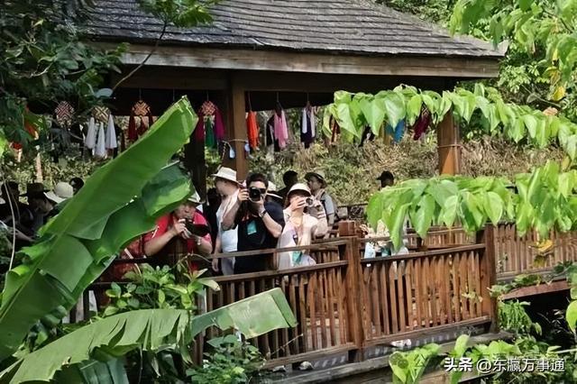 华媒走进西双版纳原始森林公园：看孔雀飞舞 访爱伲山寨 探原始森林