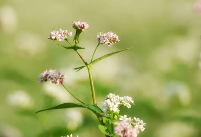 从千年禅钟到荞麦“雪”海，跟着韶关这条治愈秋季美景线路游，超出片！