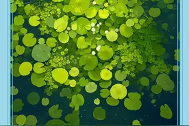 英语四级考试听力满分，让她有点不敢相信，因为她只做了这件事图片