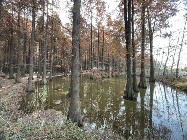 骑游来安半塔釜山水库池杉林生态园攻略