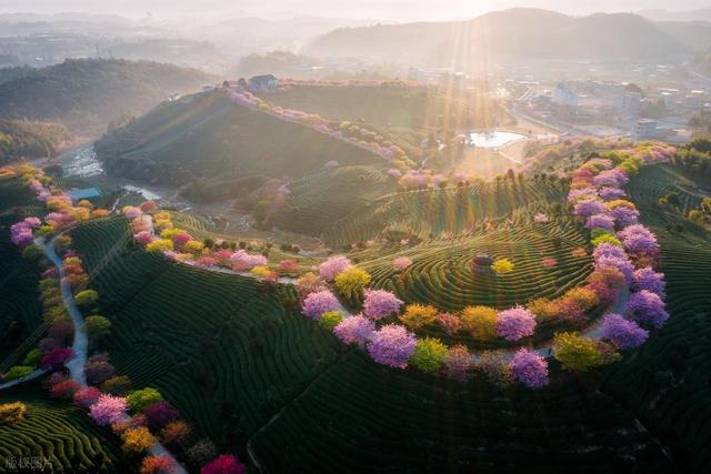 2月早春风光，7个赏花胜地，漫山遍野花香，率先打开春天
