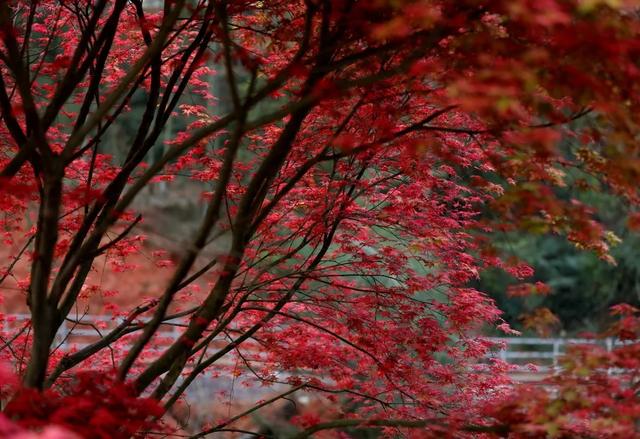 秋假来了，来龙卦山中寻诗意