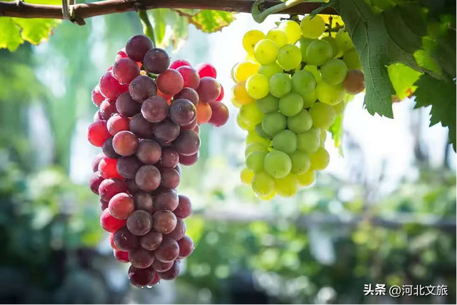 【走进束鹿古城】张古庄镇