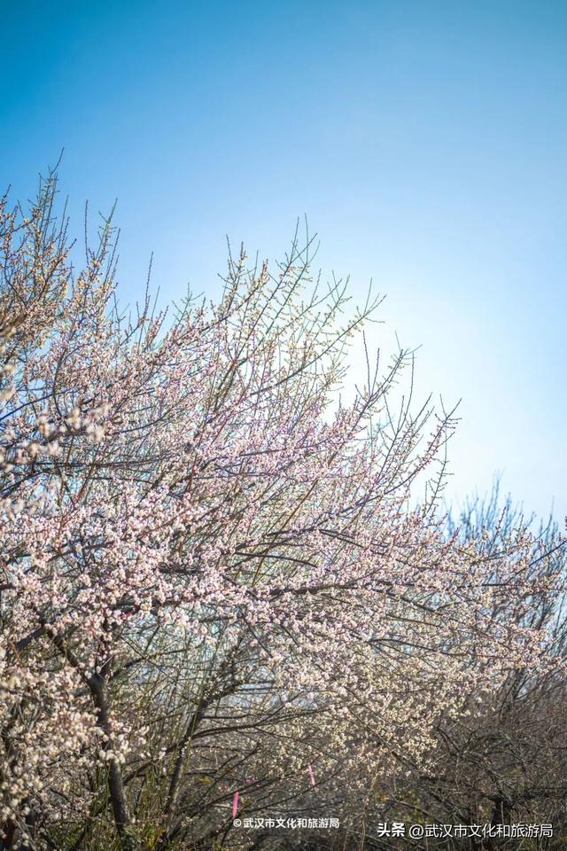 10万株！粉色花海开爆武汉，免费打卡